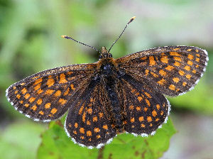 Veronikantfjril, Melitaea britomartis. Fagersta, Vstmanland, Sverige. d. 19 juni 2007. Fotograf: Daniel Dolfe