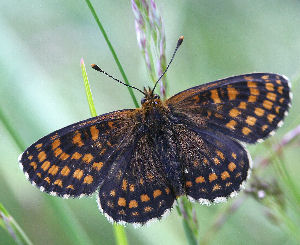 Veronikantfjril, Melitaea britomartis. Fagersta, Vstmanland, Sverige. d. 19 juni 2007. Fotograf: Daniel Dolfe