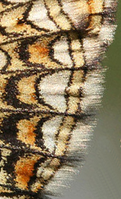 renspris Pletvinge, Melitaea britomartis. Fagersta, Vstmanland, Sverige. d. 19 juni 2007. Fotograf: Daniel Dolfe