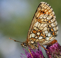 Veronikantfjril, Melitaea britomartis. Fagersta, Vstmanland, Sverige. d. 19 juni 2007. Fotograf: Daniel Dolfe