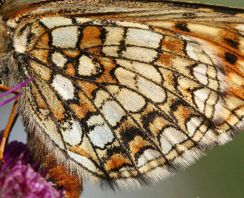 Veronikanätfjäril, Melitaea britomartis. Fagersta, Västmanland, Sverige. d. 19 juni 2007. Fotograf: Daniel Dolfe