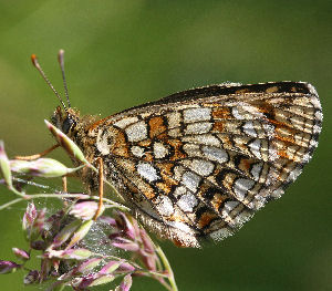 Veronikantfjril, Melitaea britomartis. Fagersta, Vstmanland, Sverige. d. 19 juni 2007. Fotograf: Daniel Dolfe