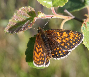 Veronikantfjril, Melitaea britomartis. Fagersta, Vstmanland, Sverige. d. 19 juni 2007. Fotograf: Daniel Dolfe