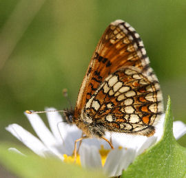 Veronikantfjril, Melitaea britomartis. Fagersta, Vstmanland, Sverige. d. 19 juni 2007. Fotograf: Daniel Dolfe