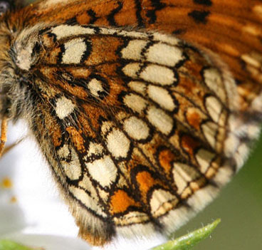 Veronikanätfjäril, Melitaea britomartis. Fagersta, Västmanland, Sverige. d. 19 juni 2007. Fotograf: Daniel Dolfe
