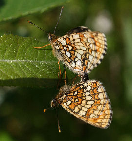 Veronikantfjril, Melitaea britomartis. Fagersta, Vstmanland, Sverige. d. 19 juni 2007. Fotograf: Daniel Dolfe