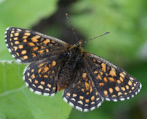 Veronikantfjril, Melitaea britomartis. Fagersta, Vstmanland, Sverige. d. 19 juni 2007. Fotograf: Daniel Dolfe