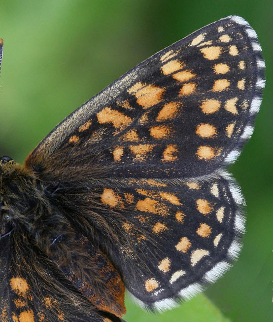 Veronikanätfjäril, Melitaea britomartis. Fagersta, Västmanland, Sverige. d. 19 juni 2007. Fotograf: Daniel Dolfe
