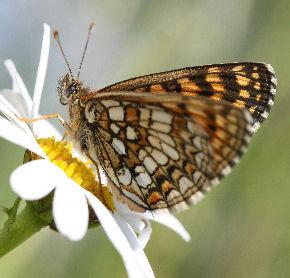 Veronikantfjril, Melitaea britomartis. Fagersta, Vstmanland, Sverige. d. 19 juni 2007. Fotograf: Daniel Dolfe