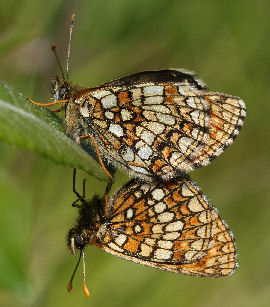 Veronikantfjril, Melitaea britomartis. Fagersta, Vstmanland, Sverige. d. 19 juni 2007. Fotograf: Daniel Dolfe