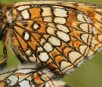 Veronikantfjril, Melitaea britomartis. Fagersta, Vstmanland, Sverige. d. 19 juni 2007. Fotograf: Daniel Dolfe