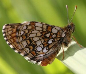 Veronikantfjril, Melitaea britomartis. Fagersta, Vstmanland, Sverige. d. 19 juni 2007. Fotograf: Daniel Dolfe