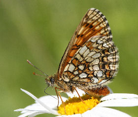 Veronikantfjril, Melitaea britomartis. Fagersta, Vstmanland, Sverige. d. 19 juni 2007. Fotograf: Daniel Dolfe