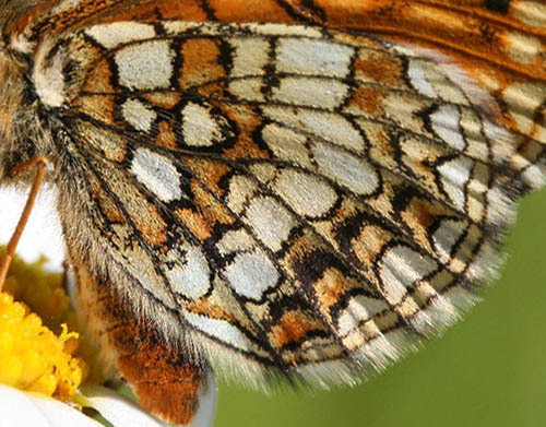 Veronikantfjril, Melitaea britomartis. Fagersta, Vstmanland, Sverige. d. 19 juni 2007. Fotograf: Daniel Dolfe