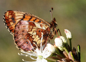 Friggas prlemorfjril, Boloria frigga siddende p Mose-Post, Ledum palustre. Smalmossen, Fagersta, Dalarna, Sverige. d. 7 juni 2007. Fotograf: Daniel Dolfe