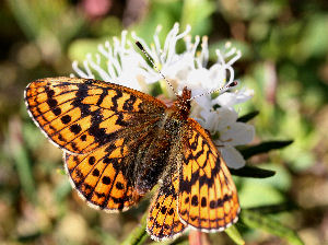 Friggas prlemorfjril, Boloria frigga siddende p Mose-Post, Ledum palustre. Smalmossen, Fagersta, Dalarna, Sverige. d. 7 juni 2007. Fotograf: Daniel Dolfe