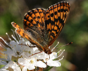 Friggas prlemorfjril, Boloria frigga siddende p Mose-Post, Ledum palustre. Smalmossen, Fagersta, Dalarna, Sverige. d. 7 juni 2007. Fotograf: Daniel Dolfe