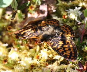 Friggas prlemorfjril, Boloria frigga. Smalmossen, Fagersta, Dalarna, Sverige. d. 7 juni 2007. Fotograf: Daniel Dolfe