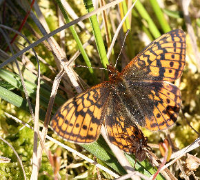 Friggas prlemorfjril, Boloria frigga. Smalmossen, Fagersta, Dalarna, Sverige. d. 7 juni 2007. Fotograf: Daniel Dolfe