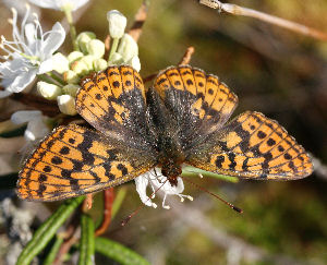 Friggas prlemorfjril, Boloria frigga. Smalmossen, Fagersta, Dalarna, Sverige. d. 7 juni 2007. Fotograf: Daniel Dolfe