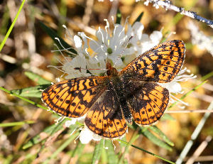 Friggas prlemorfjril, Boloria frigga. Smalmossen, Fagersta, Dalarna, Sverige. d. 7 juni 2007. Fotograf: Daniel Dolfe