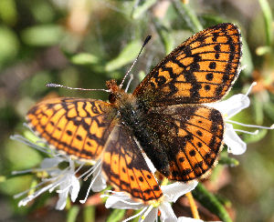 Friggas prlemorfjril, Boloria frigga. Smalmossen, Fagersta, Dalarna, Sverige. d. 7 juni 2007. Fotograf: Daniel Dolfe