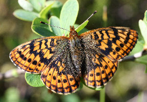 Friggas prlemorfjril, Boloria frigga. Smalmossen, Fagersta, Dalarna, Sverige. d. 7 juni 2007. Fotograf: Daniel Dolfe