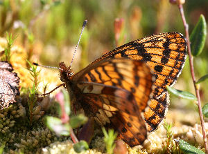 Friggas prlemorfjril, Boloria frigga. Smalmossen, Fagersta, Dalarna, Sverige. d. 7 juni 2007. Fotograf: Daniel Dolfe