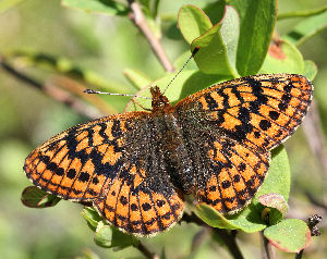 Friggas prlemorfjril, Boloria frigga. Smalmossen, Fagersta, Dalarna, Sverige. d. 7 juni 2007. Fotograf: Daniel Dolfe