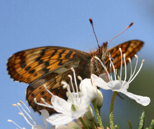 Friggas prlemorfjril, Boloria frigga. Smalmossen, Fagersta, Dalarna, Sverige. d. 7 juni 2007. Fotograf: Daniel Dolfe