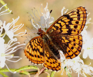 Friggas prlemorfjril, Boloria frigga siddende p Mose-Post, Ledum palustre. Smalmossen, Fagersta, Dalarna, Sverige. d. 7 juni 2007. Fotograf: Daniel Dolfe