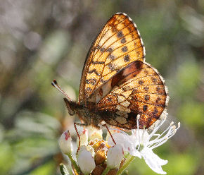 Friggas prlemorfjril, Boloria frigga. Smalmossen, Fagersta, Dalarna, Sverige. d. 7 juni 2007. Fotograf: Daniel Dolfe