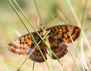 Friggas prlemorfjril, Boloria frigga. Smalmossen, Fagersta, Dalarna, Sverige. d. 7 juni 2007. Fotograf: Daniel Dolfe