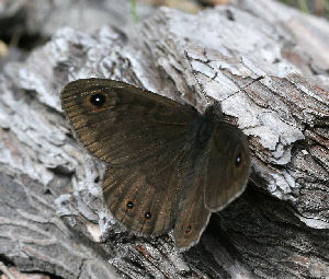 Berggrsfjril, Lasiommata petropolitana han. Nybro, Sverige. d. 30 maj 2006. Fotograf: Daniel Dolfe