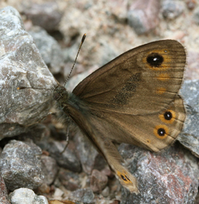 Berggrsfjril, Lasiommata petropolitana han. Alsterbo, Sverige. d. 25 maj 2007. Fotograf: Daniel Dolfe