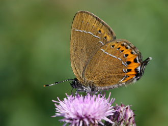 Slensommerfugl, Satyrium pruni. Jordtorpssen, land. Sverige.  d. 20 juni 2007. Fotograf: Daniel Dolfe