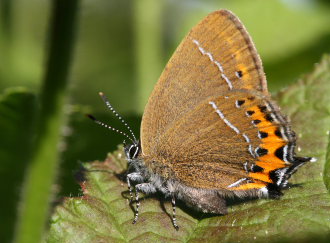 Slåensommerfugl, Satyrium pruni. Jordtorpsåsen, Öland. Sverige. d. 20 juni 2007. Fotograf: Daniel Dolfe