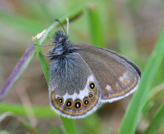 Herorandje, Coenonympha hero. Ralderngarna, Sverige d.  21 juni 2006. Fotograf: Daniel Dolfe