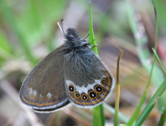 Herorandje, Coenonympha hero. Ralderngarna, Sverige d.  21 juni 2006. Fotograf: Daniel Dolfe