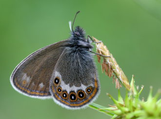 Herorandje, Coenonympha hero. Ralderngarna, Sverige d.  21 juni 2006. Fotograf: Daniel Dolfe