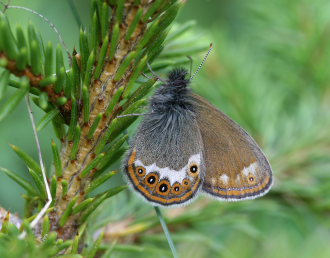 Herorandje, Coenonympha hero. Ralderngarna, Sverige d.  21 juni 2006. Fotograf: Daniel Dolfe