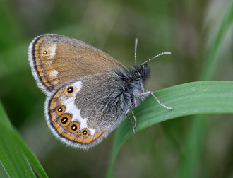 Herorandje, Coenonympha hero. Ralderngarna, Sverige d.  21 juni 2006. Fotograf: Daniel Dolfe