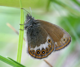 Herorandje, Coenonympha hero. Ralderngarna, Sverige d.  21 juni 2006. Fotograf: Daniel Dolfe