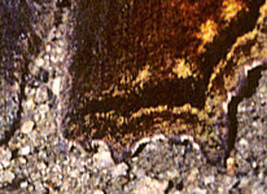 Det hvide L, Nymphalis vaualbum kendes på dens sorte sømbånd på bagvinge mangler de blå pletter. Ussuriisk, Vladivostok, Rusland. Juli 2002. Fotograf: Tom Nygaard Kristensen