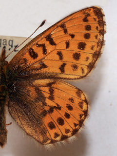 Arktisk perlemorsommerfugl, Boloria chariclea. Nordst Grnland i juli mnede. Fotograferet p Zoologisk Museum, Kbenhavn d 8 November 2007. Fotograf: Lars Andersen