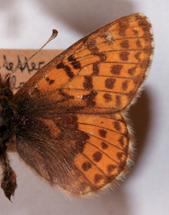 Arktisk perlemorsommerfugl, Boloria chariclea. Nordst Grnland i juli mnede. Fotograferet p Zoologisk Museum, Kbenhavn d 8 November 2007. Fotograf: Lars Andersen