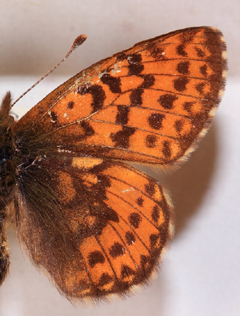 Arktisk perlemorsommerfugl, Boloria chariclea. Nordst Grnland i juli mnede. Fotograferet p Zoologisk Museum, Kbenhavn d 8 November 2007. Fotograf: Lars Andersen