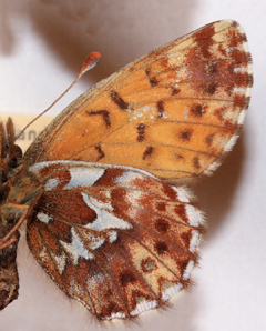 Arktisk perlemorsommerfugl, Boloria chariclea. Nordst Grnland i juli mnede. Fotograferet p Zoologisk Museum, Kbenhavn d 8 November 2007. Fotograf: Lars Andersen