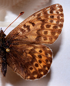 Arktisk perlemorsommerfugl, Boloria chariclea. Nordst Grnland i juli mnede. Fotograferet p Zoologisk Museum, Kbenhavn d 8 November 2007. Fotograf: Lars Andersen