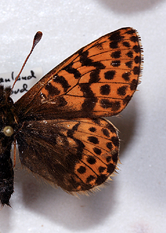 Arktisk perlemorsommerfugl, Boloria chariclea. Nordst Grnland i juli mnede. Fotograferet p Zoologisk Museum, Kbenhavn d 8 November 2007. Fotograf: Lars Andersen